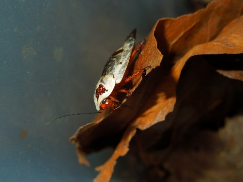 20 Chrome roaches (Gyna caffrorum) - live pet feeder insect