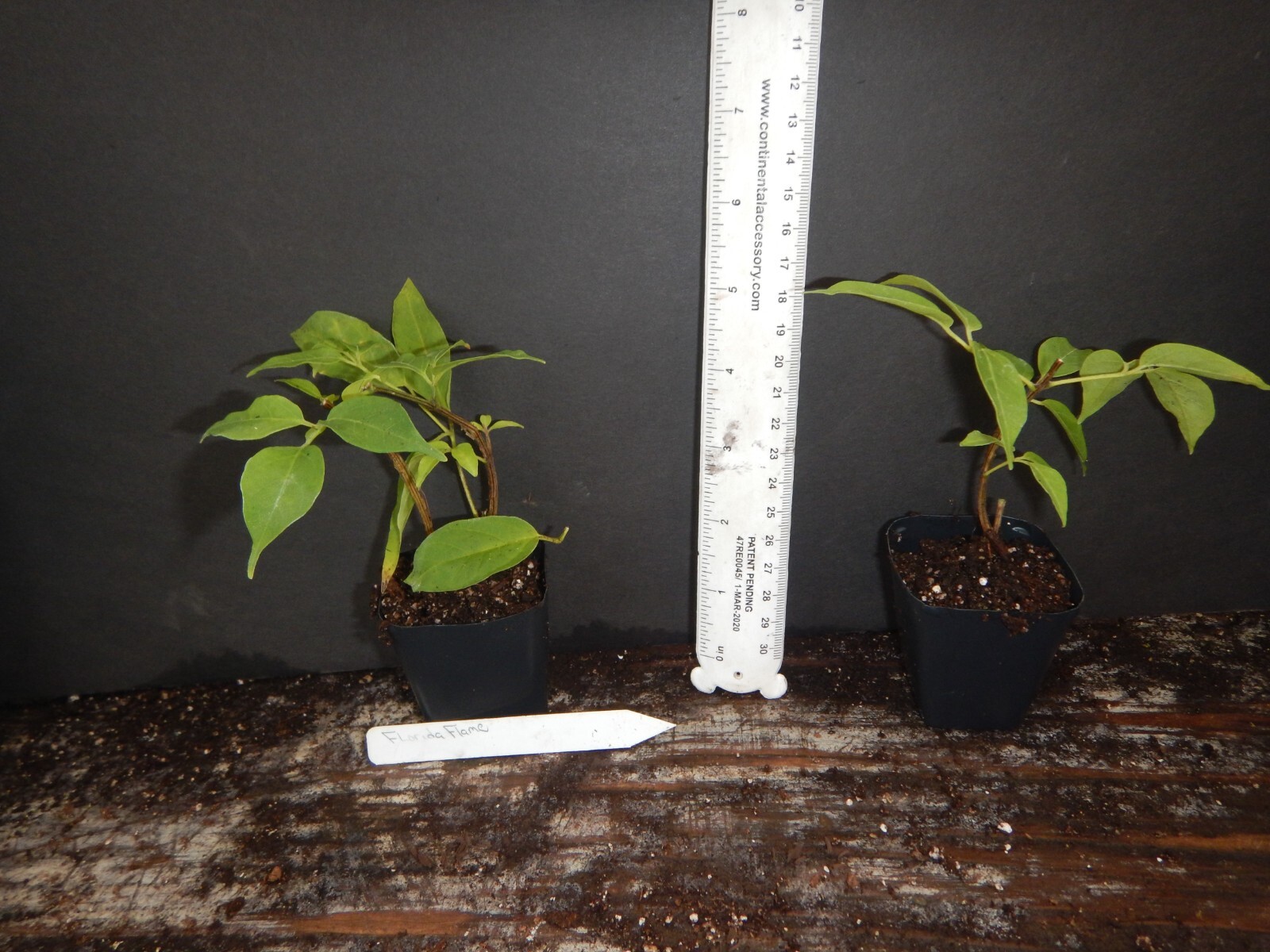 ~~FLORIDA FLAME~~Phyrostegia Vine SMALL Rooted Starter Plant~Hummingbird Heaven!