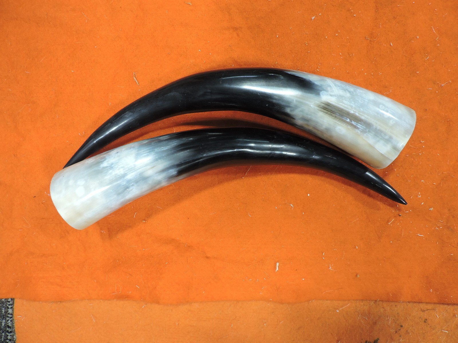 10" - 16" Bull Horns Cow Horns STEER LONGHORN horns TAXIDERMY Pairs Polished