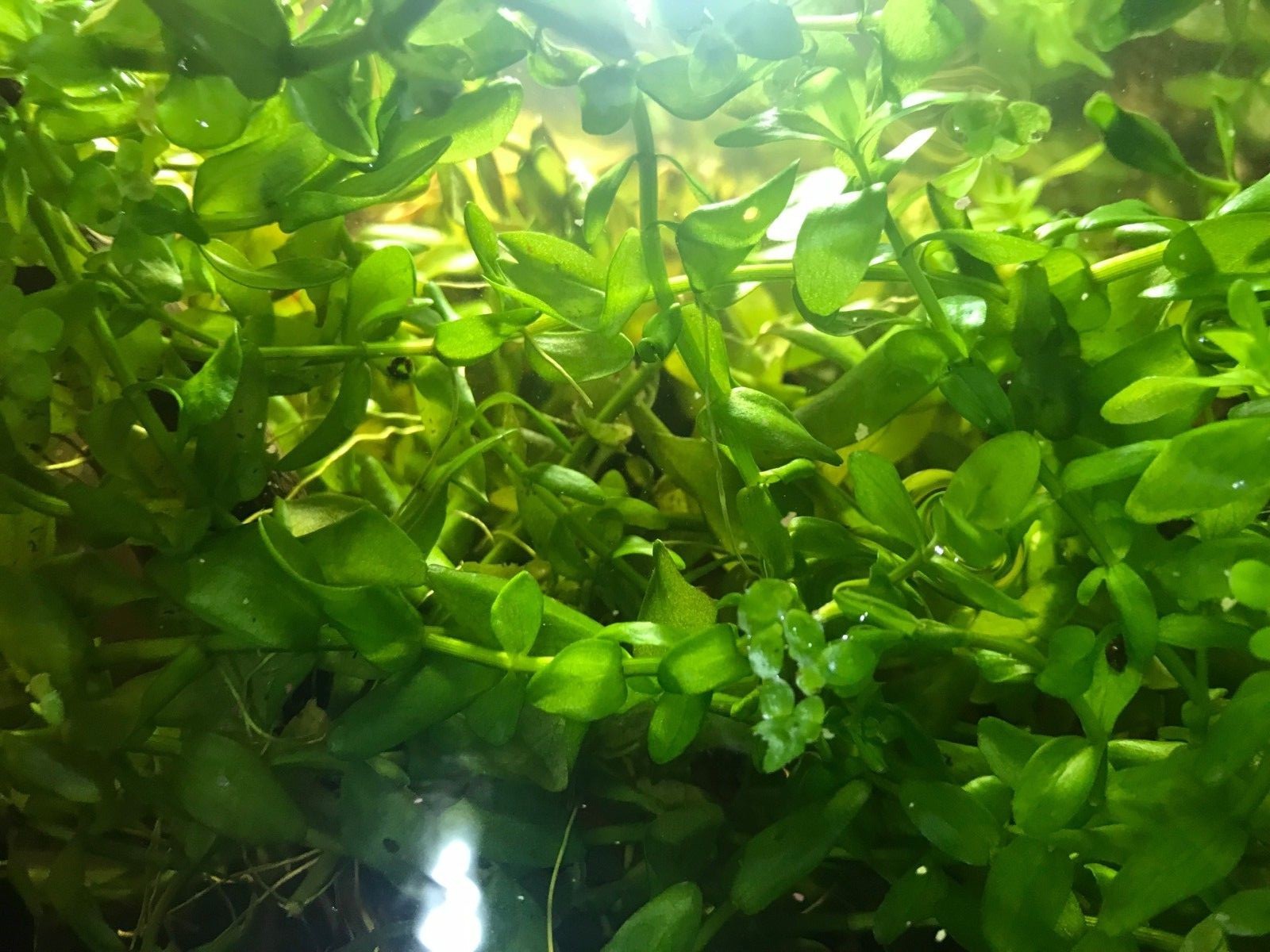Hardy beginner aquarium plants. 10 six inch stems included.