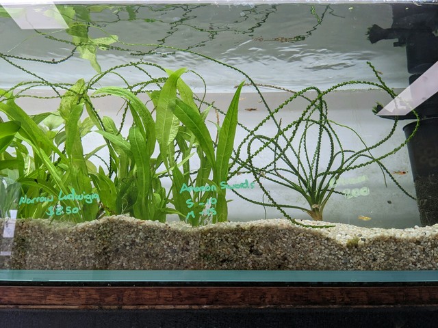 freshwater aquarium for sale