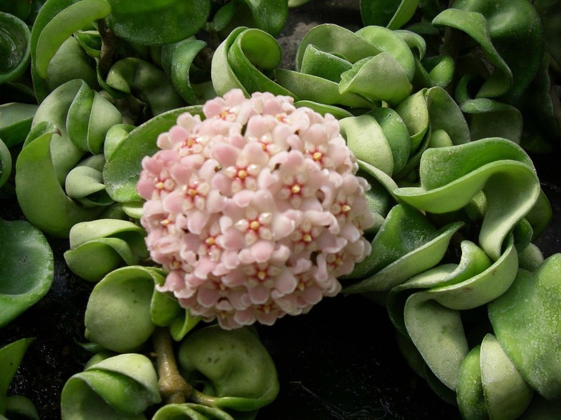 Hoya Compacta Indian Rope Lot De 2 Plantes