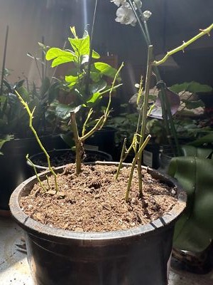 2 (TWO) HEIRLOOM 7 SEVEN SISTERS PINK ROSE BUSH RAMBLER