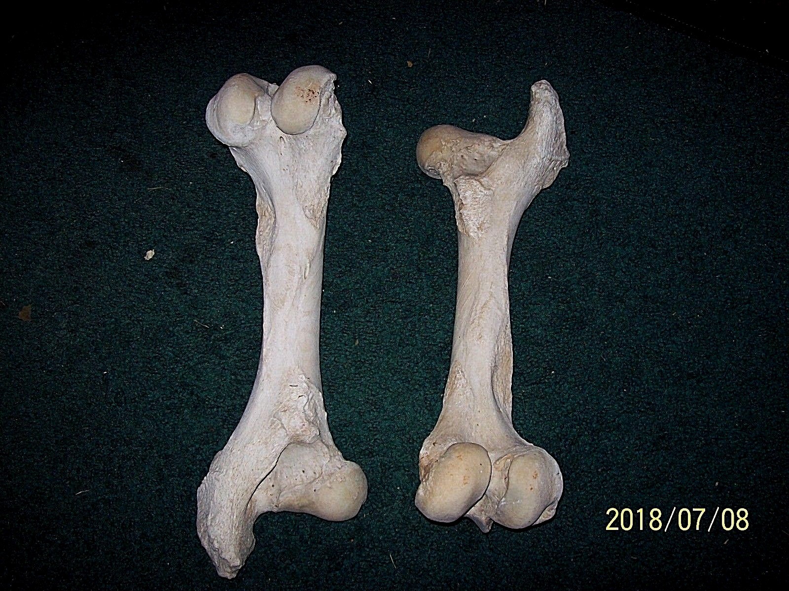 2 REAL COW LEG BONES - ART PROJECTS