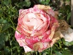 roseleilarose