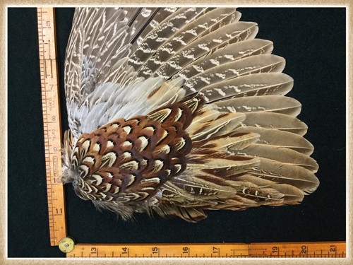 Pheasant Wing From A Ringneck Rooster Pheasant, Pheasant Wing Feathers #108