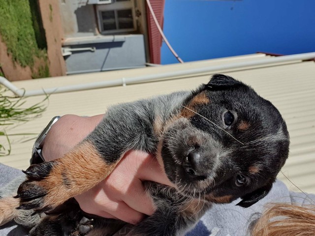 dogs and puppies gumtree