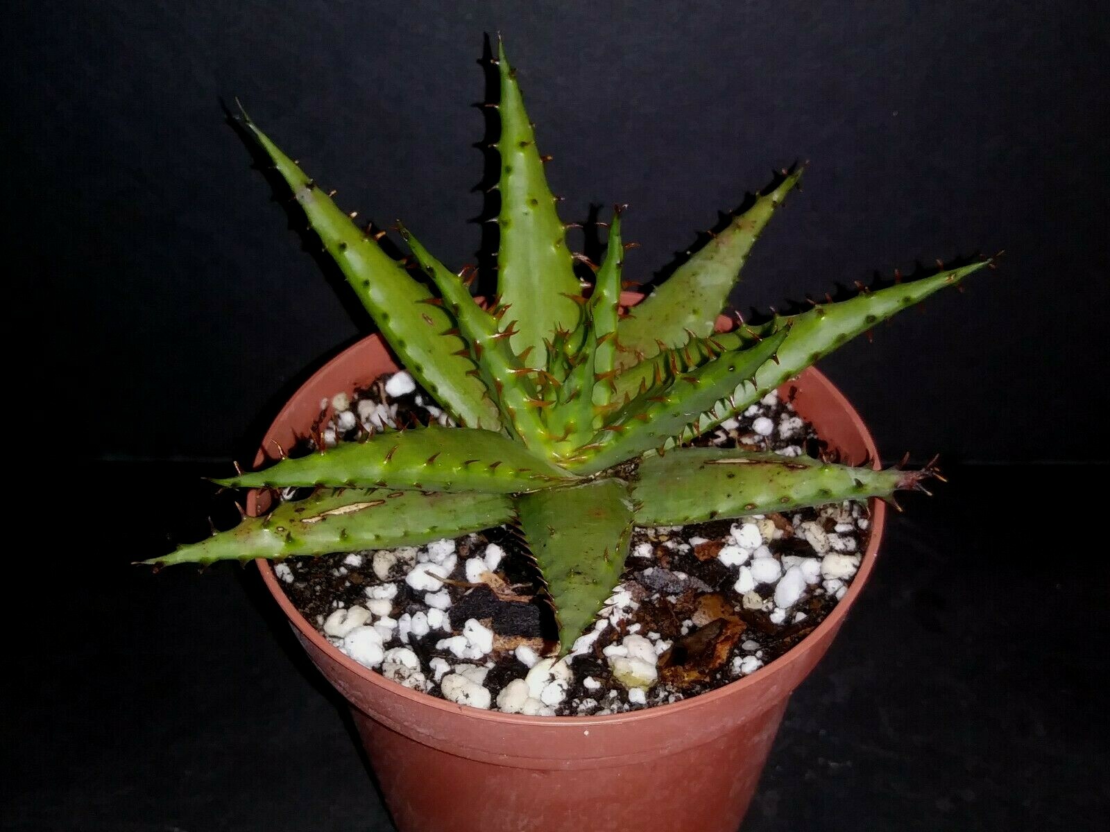 Aloe broomii var. tarkaensis  rare exotic succulent