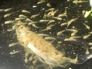 Albino Bristle nose pair fish Fish Gumtree Australia 
