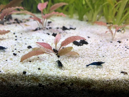 10 Blue Neo Shrimp
