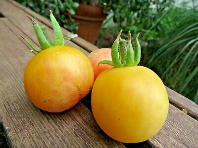 Ghost tomato - fuzzy apricot yellow fruit has surprisingly sweet flavor