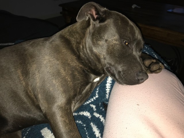 blue english staffordshire terrier