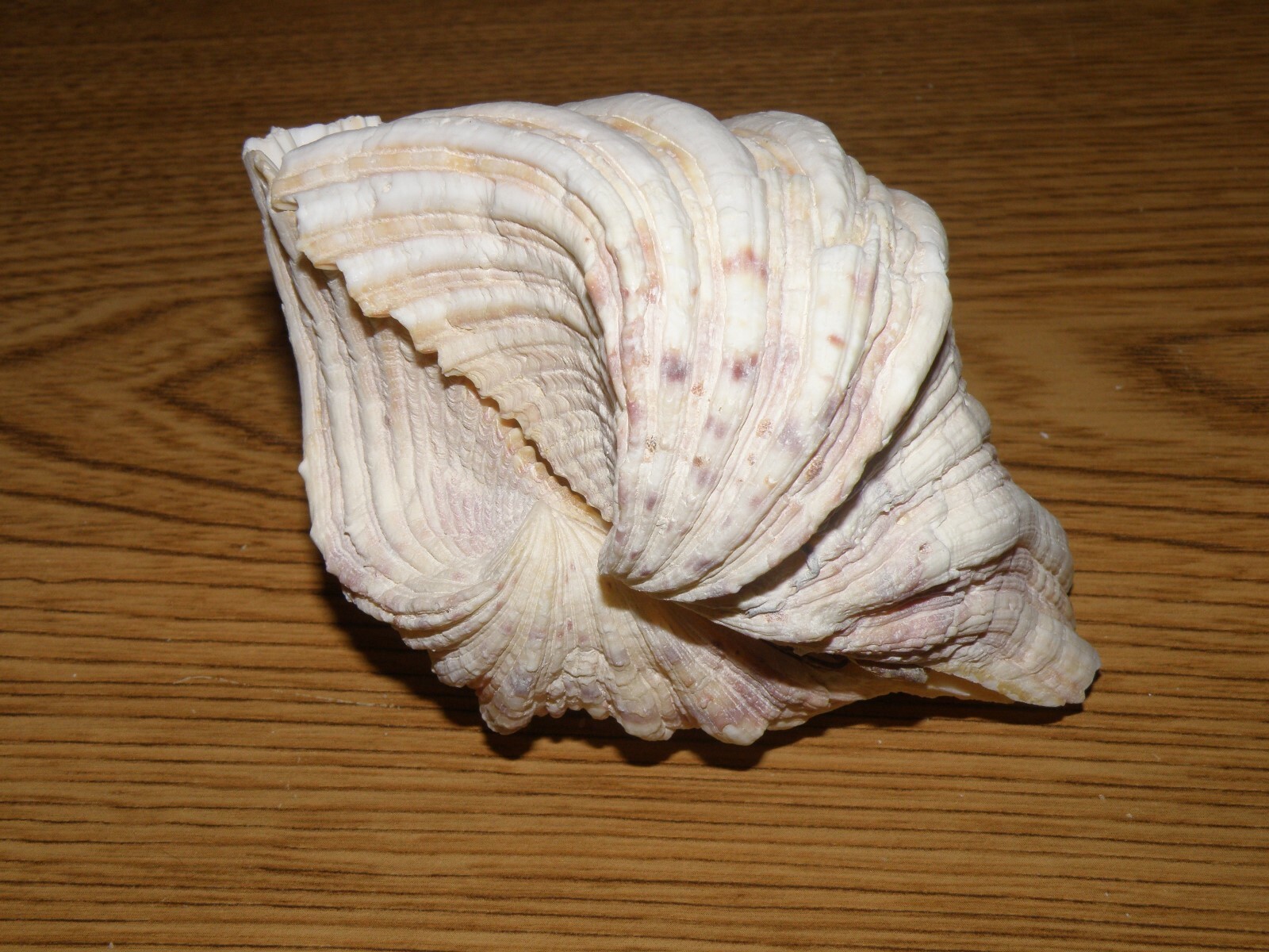 White Fluted Clam shell pair 5