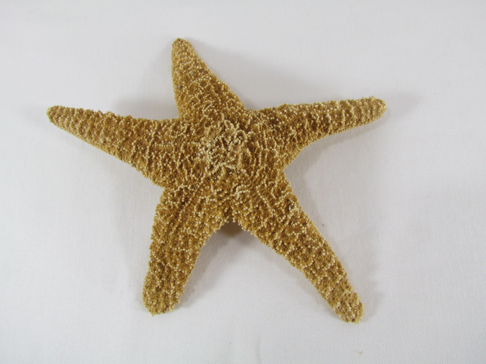 Nautical Beach Decor lot Large Seashell Shell Conch Starfish Snailshell