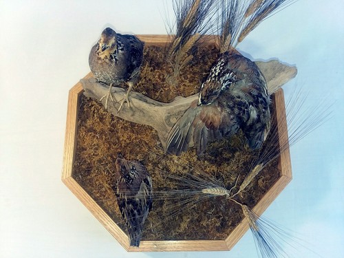 bobwhite Quail Taxidermy 3 Bird Centerpiece Large Display.