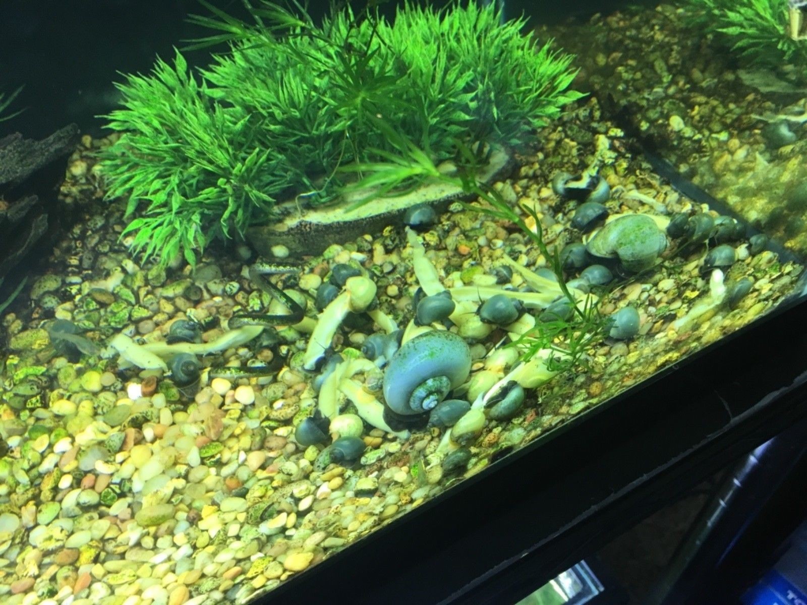 5 Blue Mystery Snails. Algae Eaters