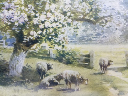 Antique Picture 1908 A. Fox Phila. Sheep Pasture Dirt Road Blossoming Tree Farm