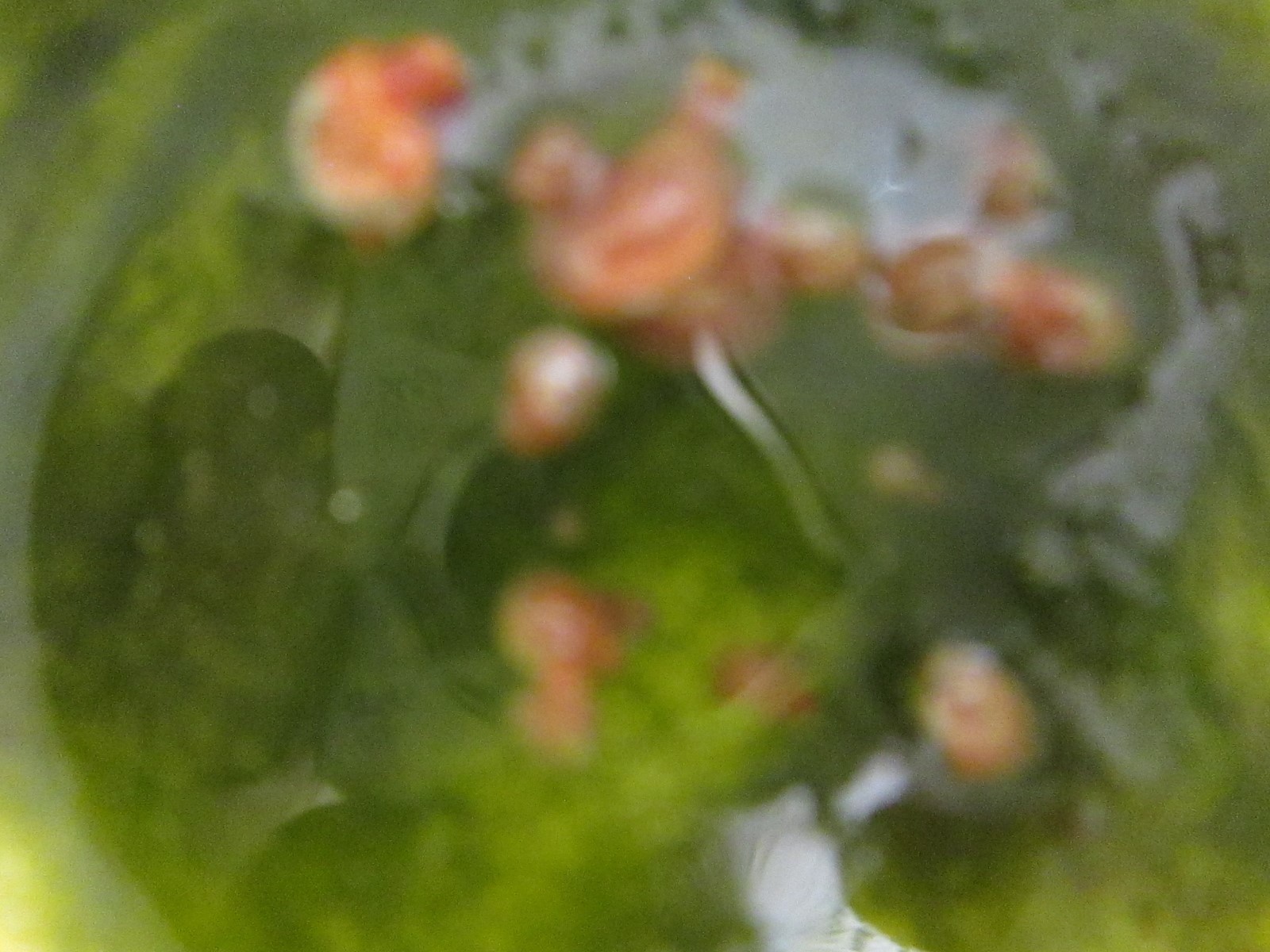 Pink Ramshorn Snails 30 3/16-3/8 free  Priority Shipping
