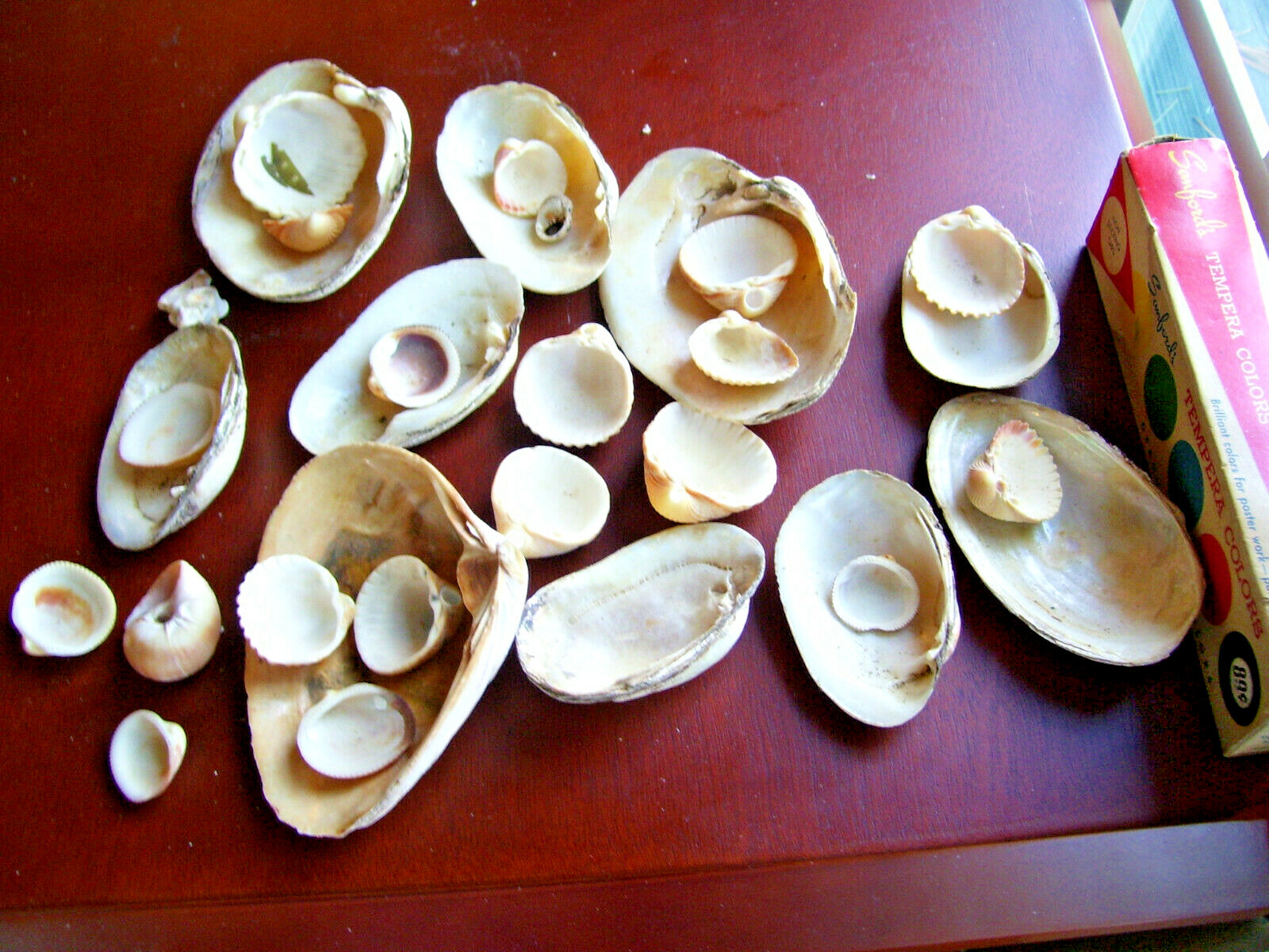 Nautical SEASHELL Lot Clam Scallop Mussels Fish Tank Art~Crafts Beach Decor
