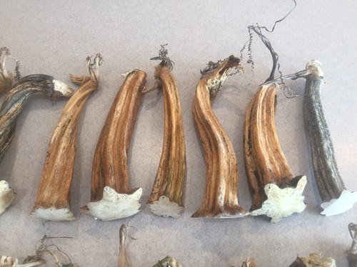 20 Excellent Quality Dried Pumpkin Stems - Crafts, Velvet 5