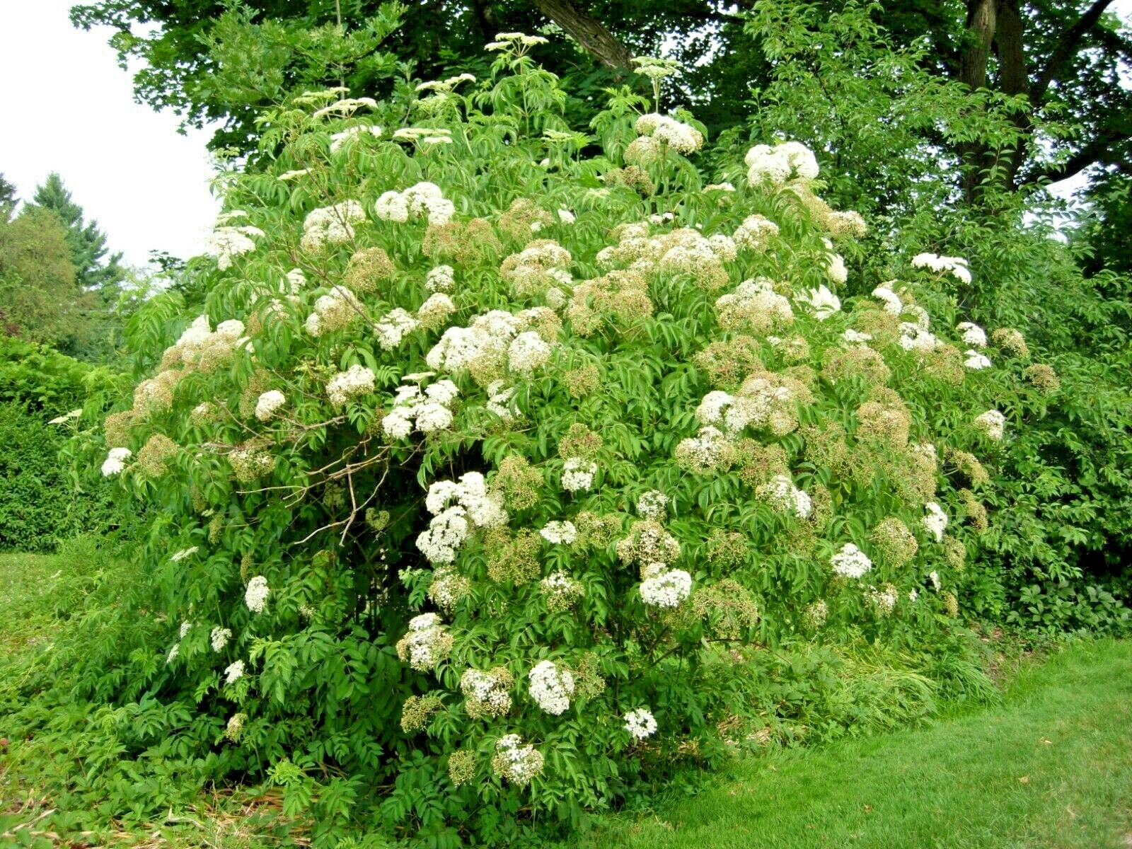 31+AMERICAN ELDERBERRY Seeds Big Native Shrub Bush Hedge Fruit Tree Green Fence