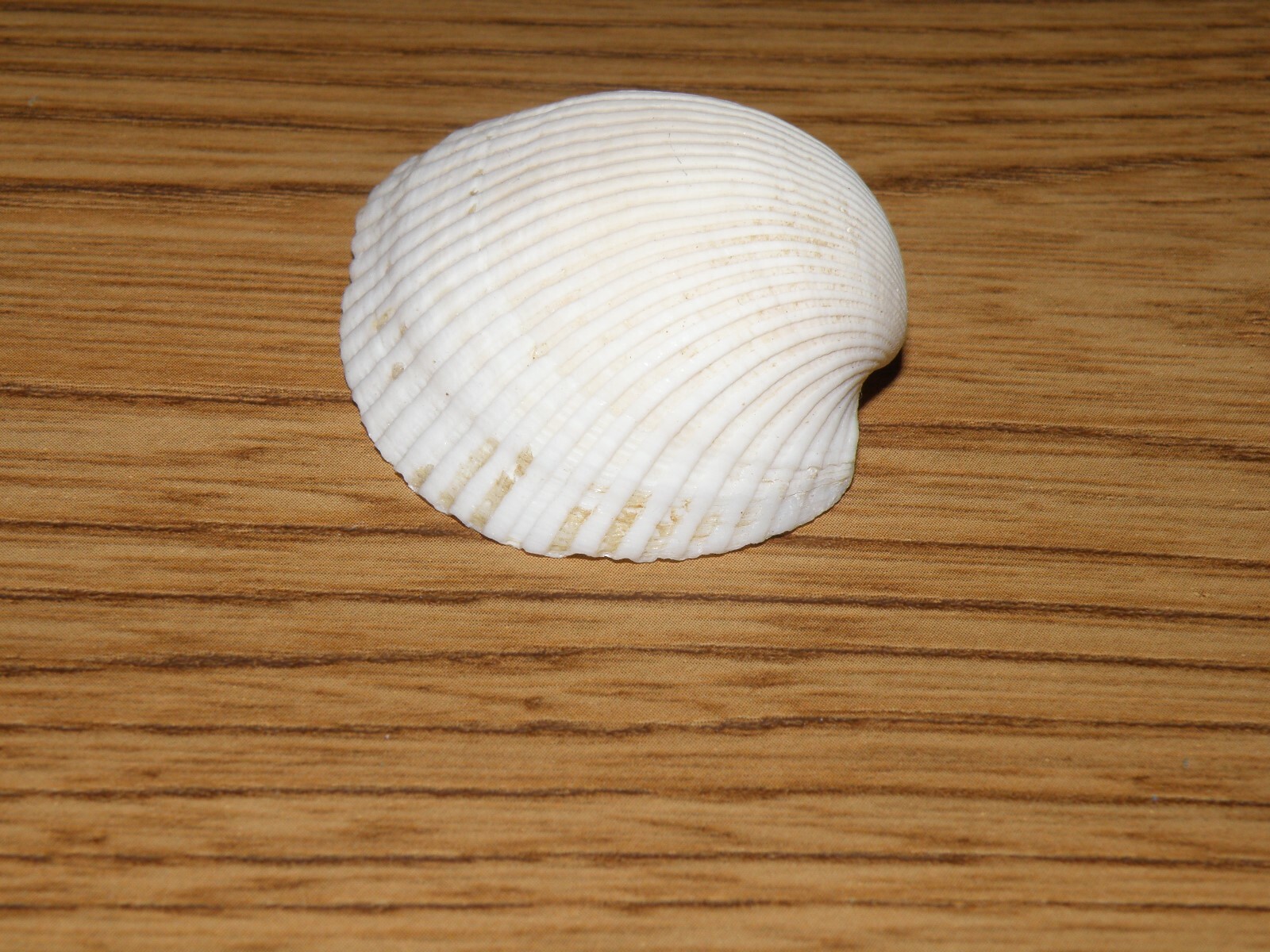 Assorted seashells 2