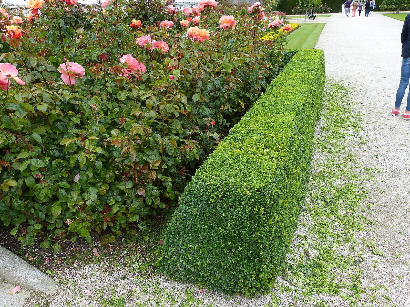 100 Common Box 3040cm, Buxus Sempervirens,Big Bushy Evergreen Hedging Plants eBay