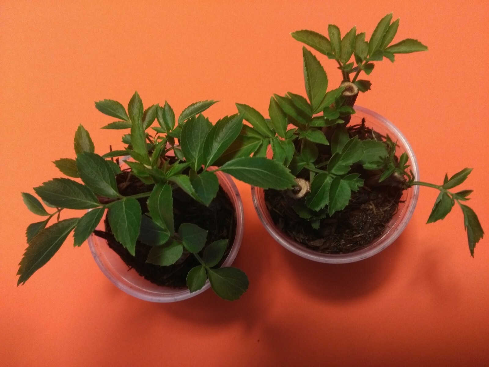 12 rooted Elderberry Cups, Approximately 36 plants, Elderflower, Elderberry Bush