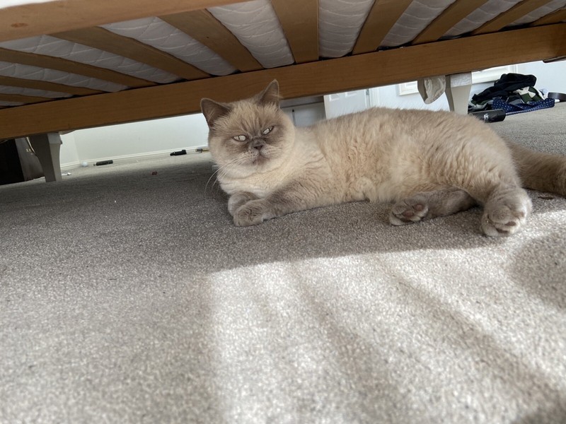 exotic shorthair kittens for sale gumtree