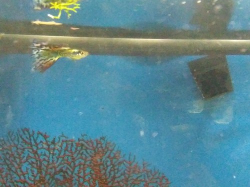 8 Nebula Steel Guppies Guppy Fry