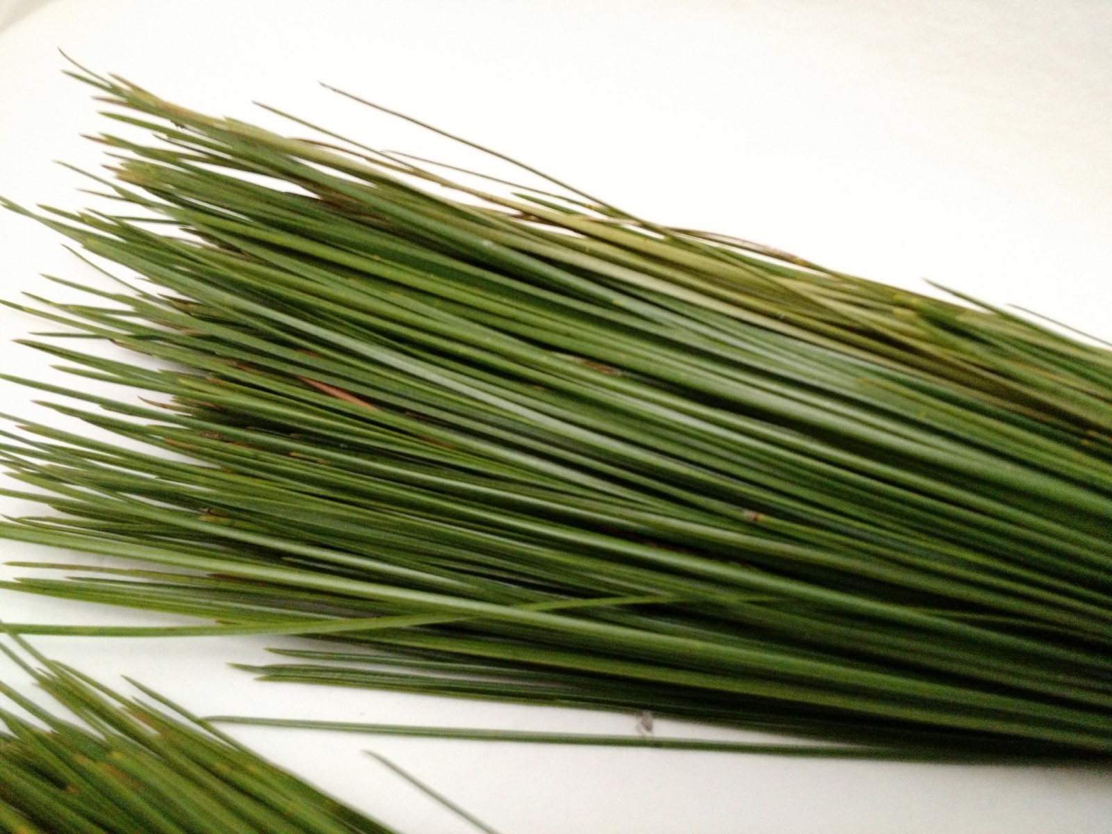 Mississippi Long Leaf Pine Needles Straw Basket Weaving Green 2+ Pounds 12
