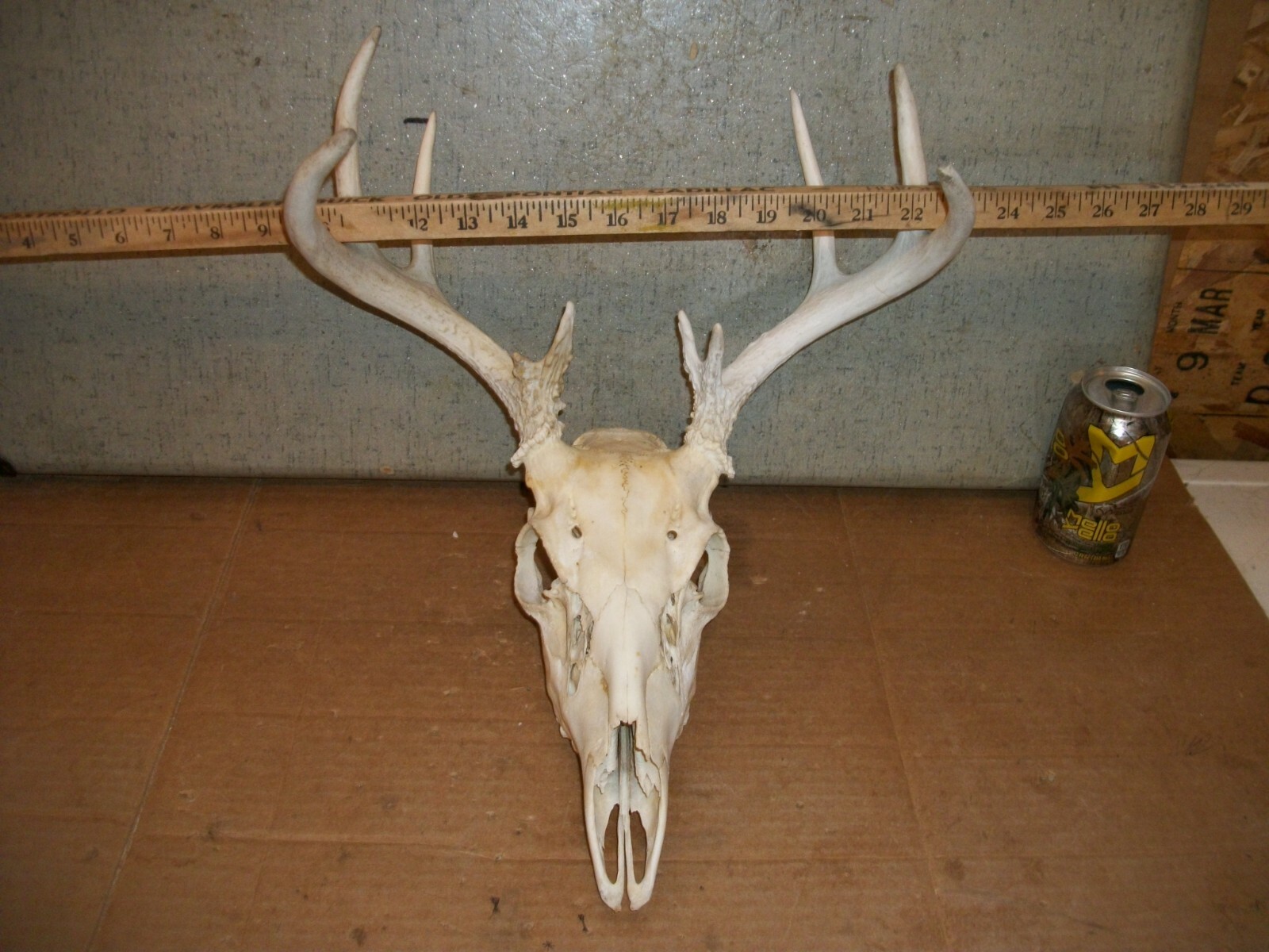 CUTE 10 POINT WHITETAIL deer rack SKULL antler horn taxidermy european MOUNT 5X5