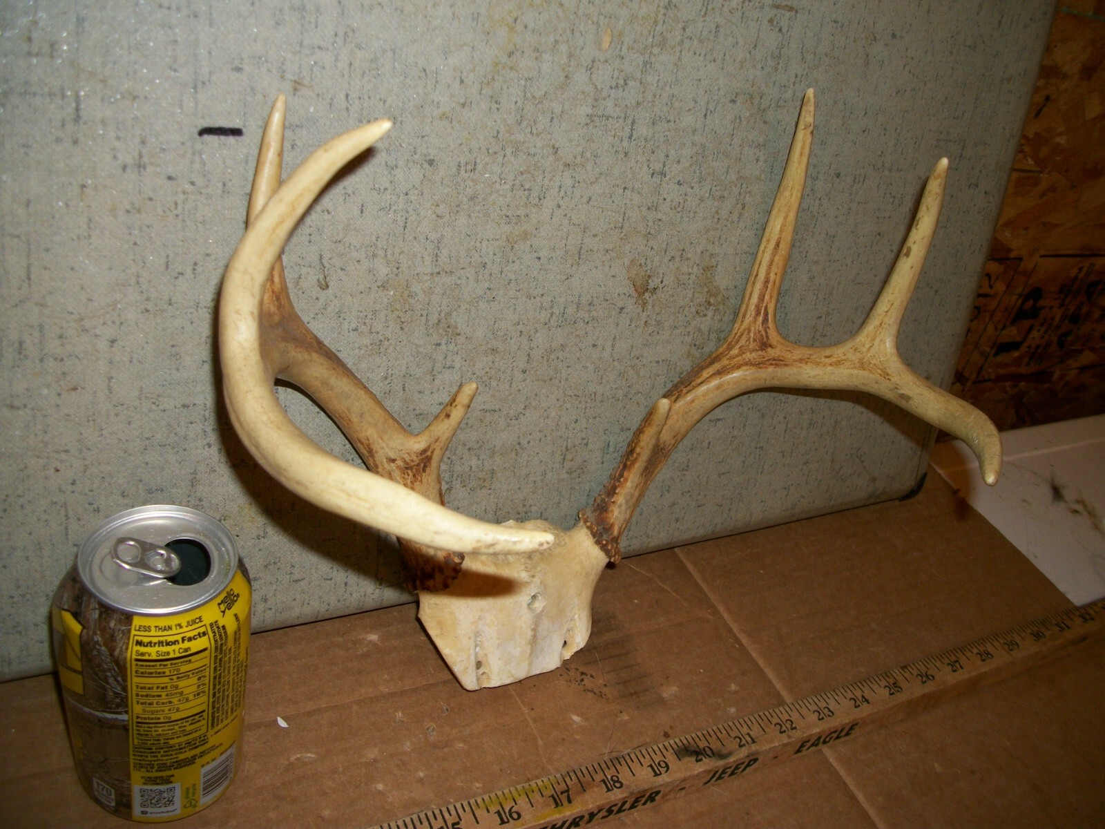 FRESH 8 pt WHITETAIL deer rack antler horn taxidermy man cave TROPHY JACKALOPE