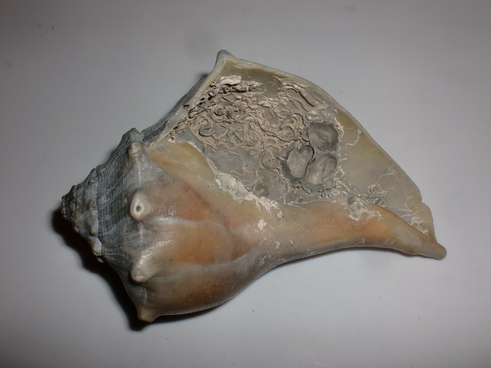 Unusual Fossil Ocean Conch Sea Shell Nautical Beach Decor Petrified 5 1/2