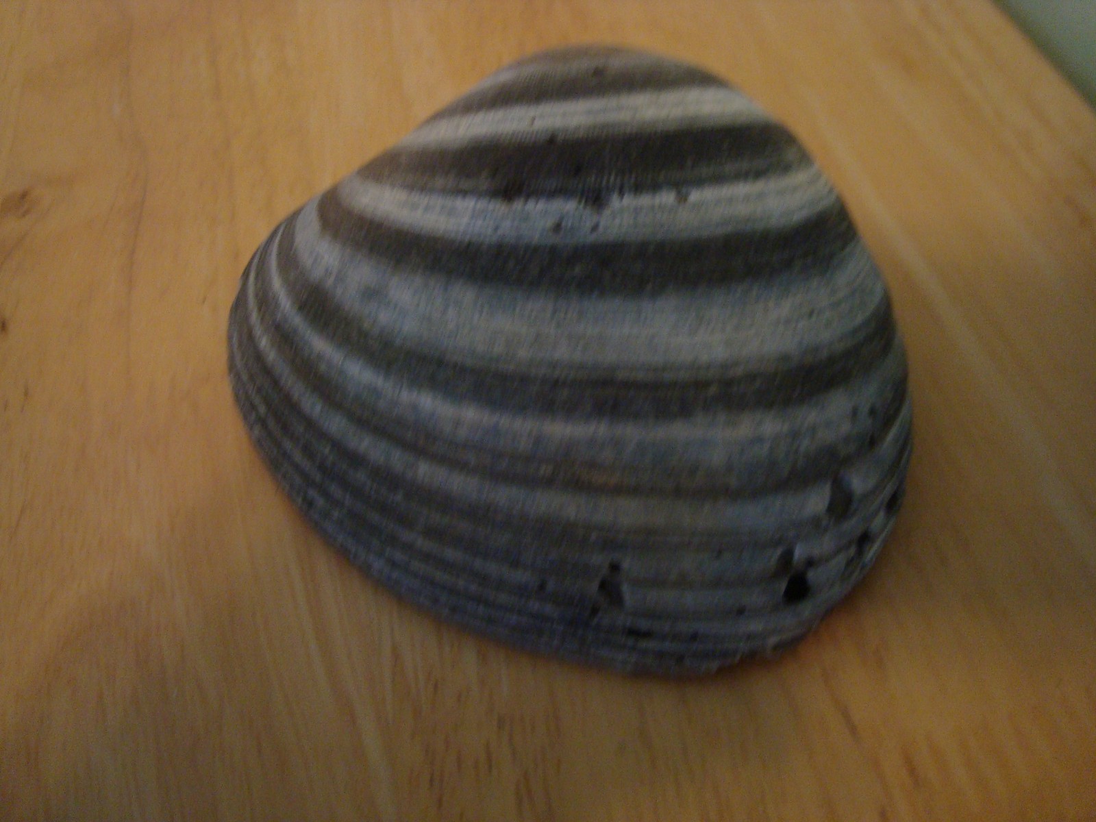 Purple Venus Clam Sea Shell 4 1/2