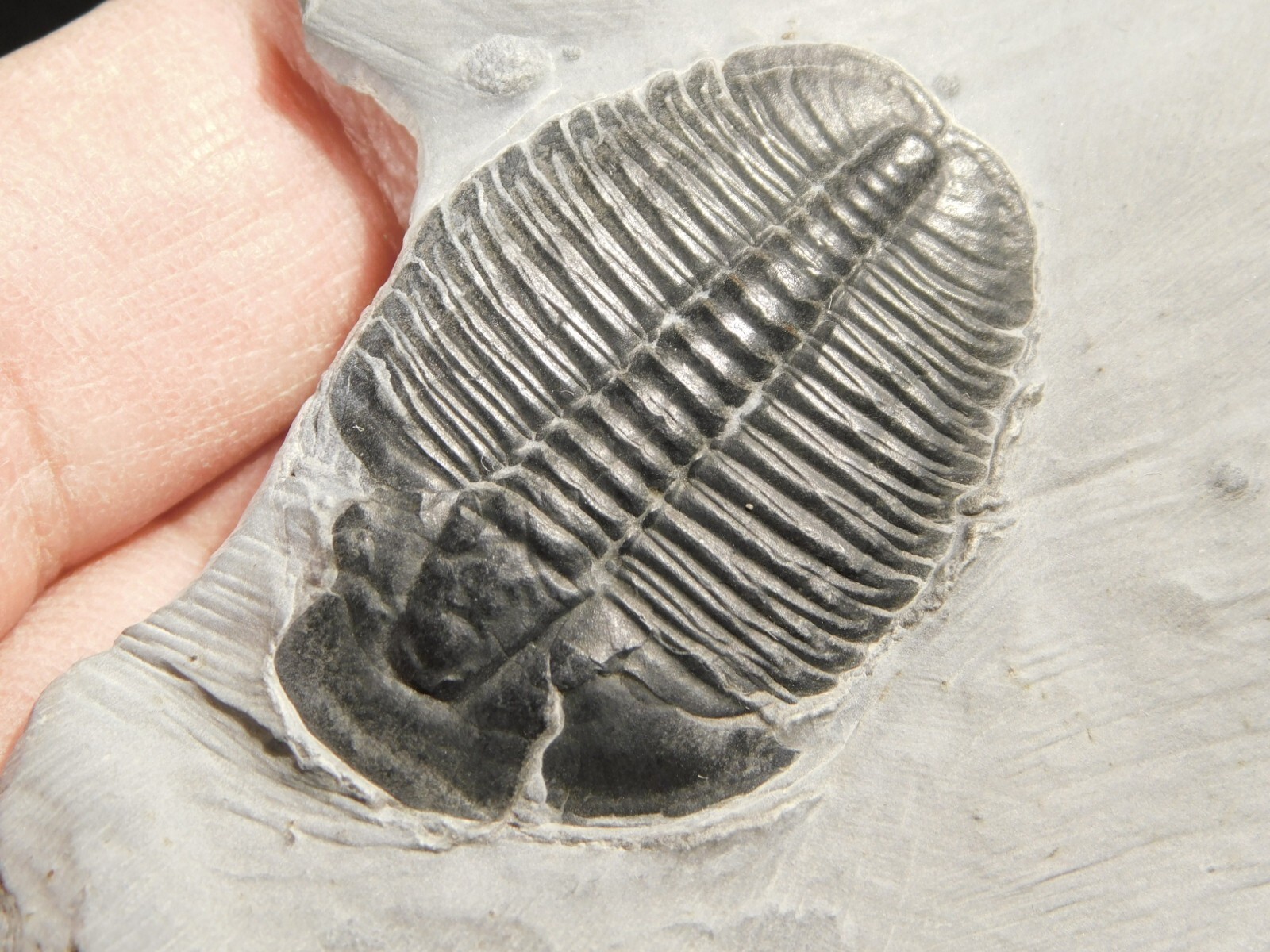 Elrathia TRILOBITE Fossil 100% Natural From Utah 76.0gr *C
