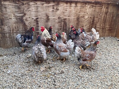 12+ Blue Laced Red Wyandotte Bantam Hatching Eggs