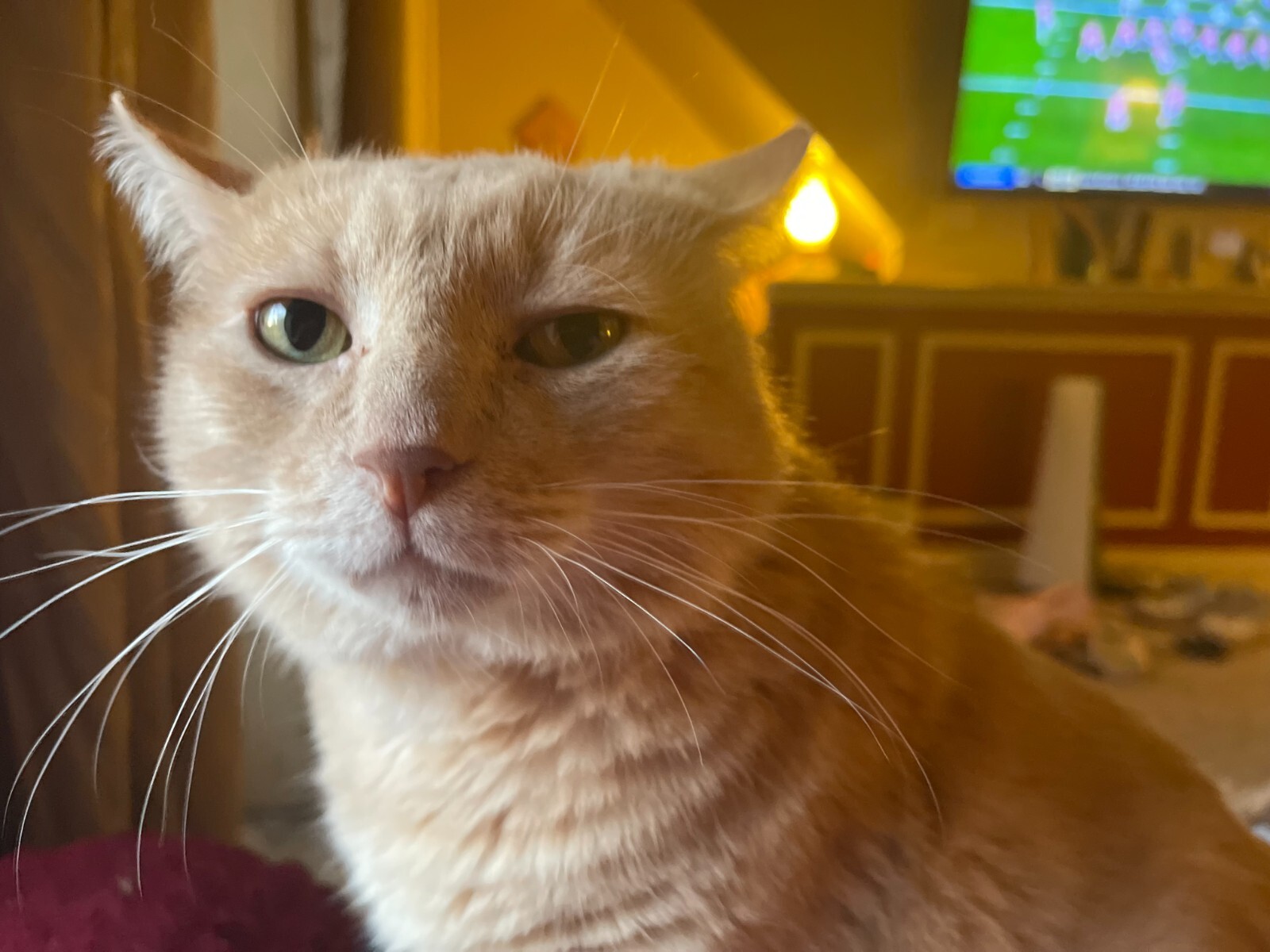 TWO Bianchi Bicycles Vinyl Decals Many Sizes/Colors Buy 2 Get 1 FREE