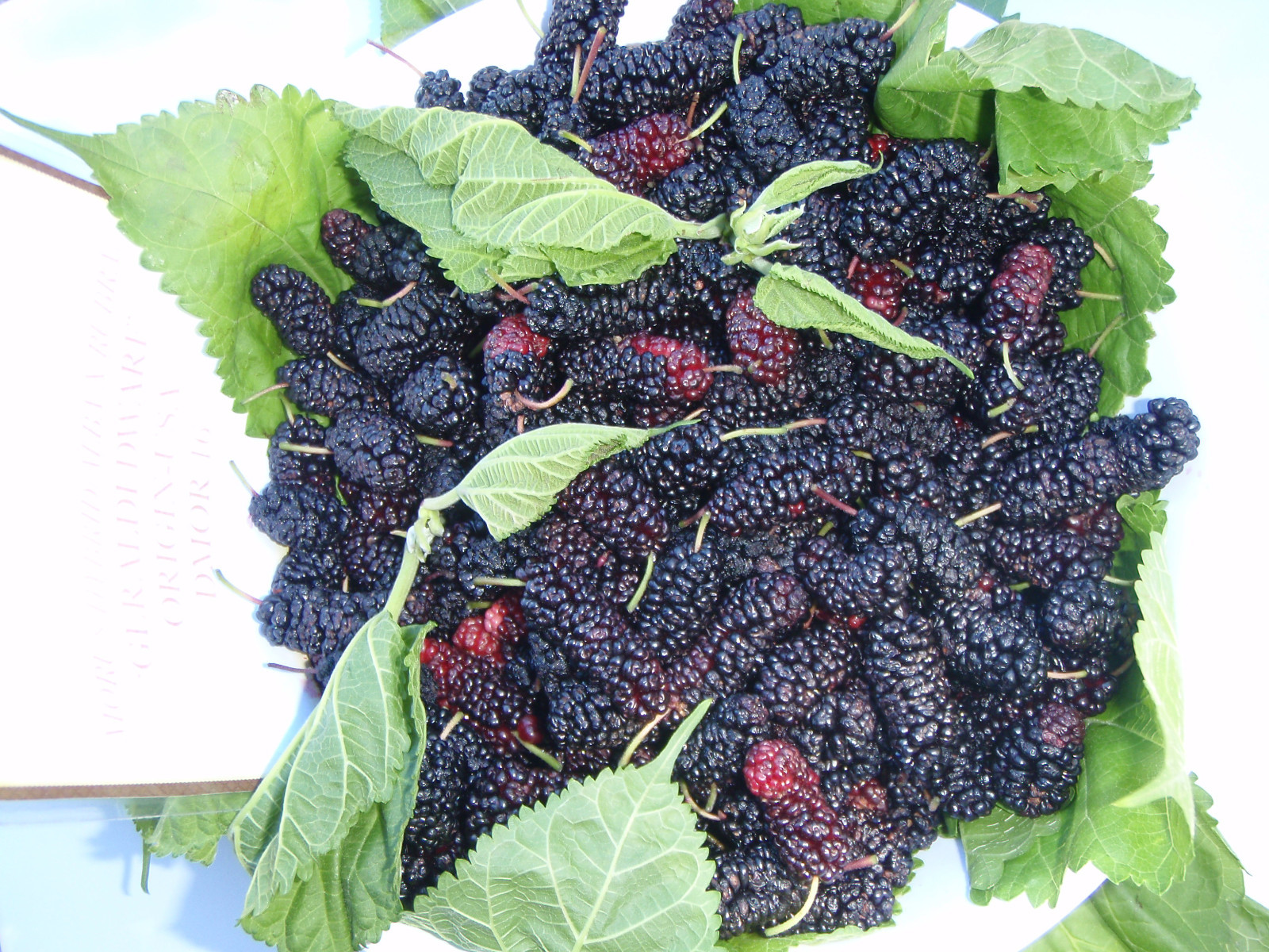 HARDY MULBERRY TREE CUTTINGS 8 - DARK JUICY BERRIES - HEAVY BEARER, -25°F HARDY
