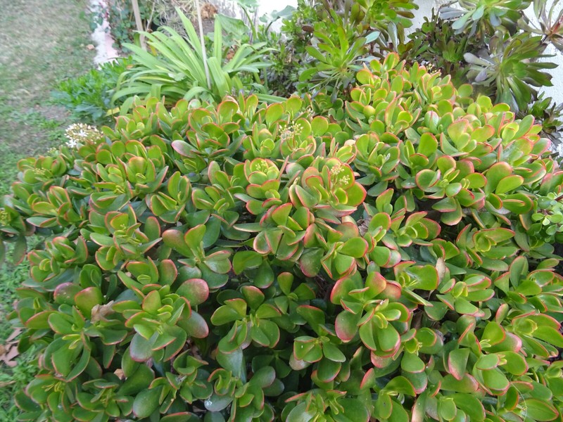 Stop Promos 15 Boutures De Crassulas Divers 15/20cm  Pour Futurs Arbres Dejade