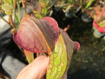 Carnivorous Sarracenia Hybrid Up Periscope x Bronze Serpent Pitcher Scarce W42