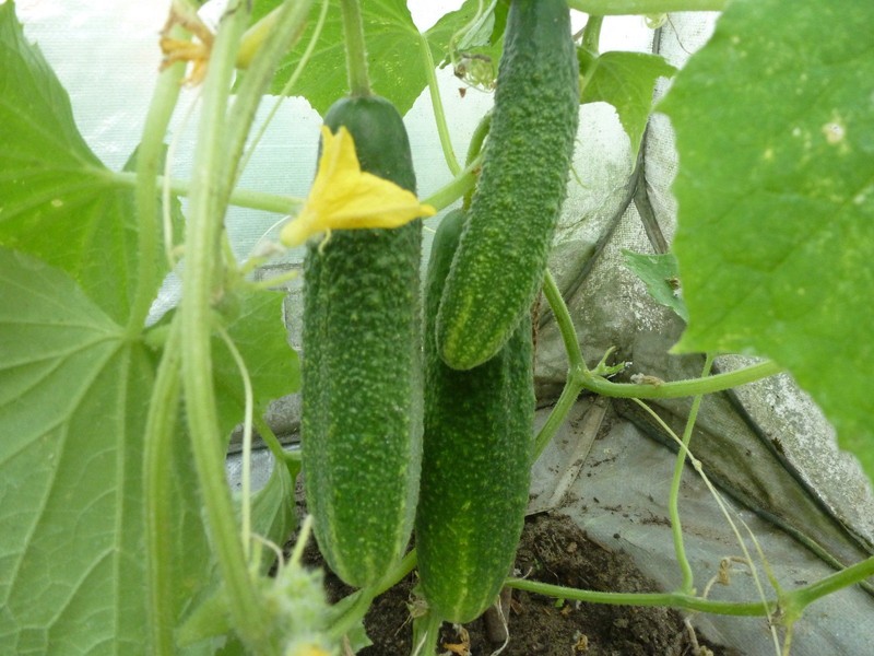 Bulgarische Landgurke ð¥, Gurken Samen, Saatgut Aus Eigenanbau ð¥ð