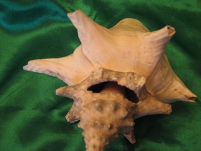 LOT TWO Ocean Sea Shells Small Conch & another ocean Shell Fun Ocean Decor