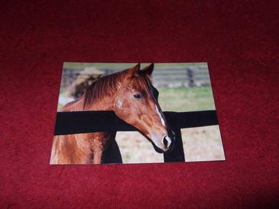tinners way (by secretariat)-beautiful photo at old friends-4x6