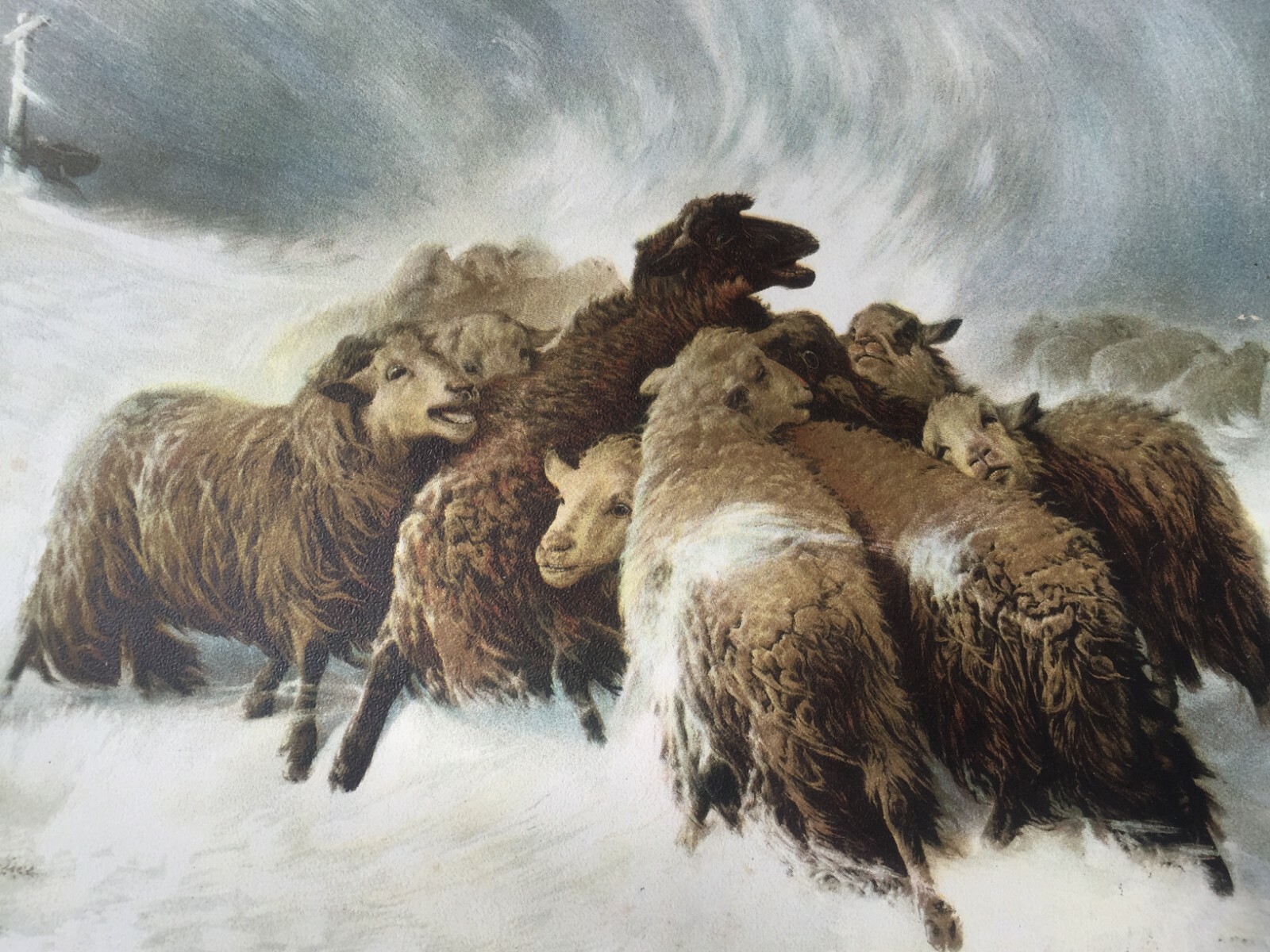 Victorian 19th Century Lost in the Storm Sheep Dogs Antique Sheepdog Breed Print