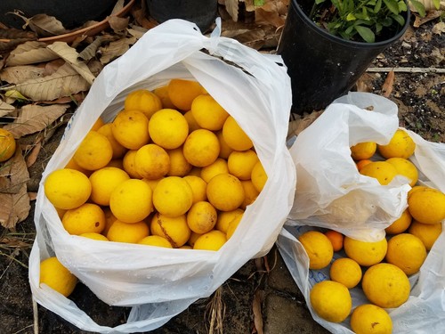 RARE HARDY CITRUS LEMON SEEDS 