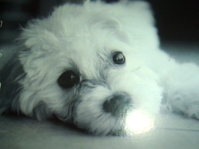 Dog Is Only Thing Loves You More Than Himself WOOD PLAQUE Adorable Puppy Cute