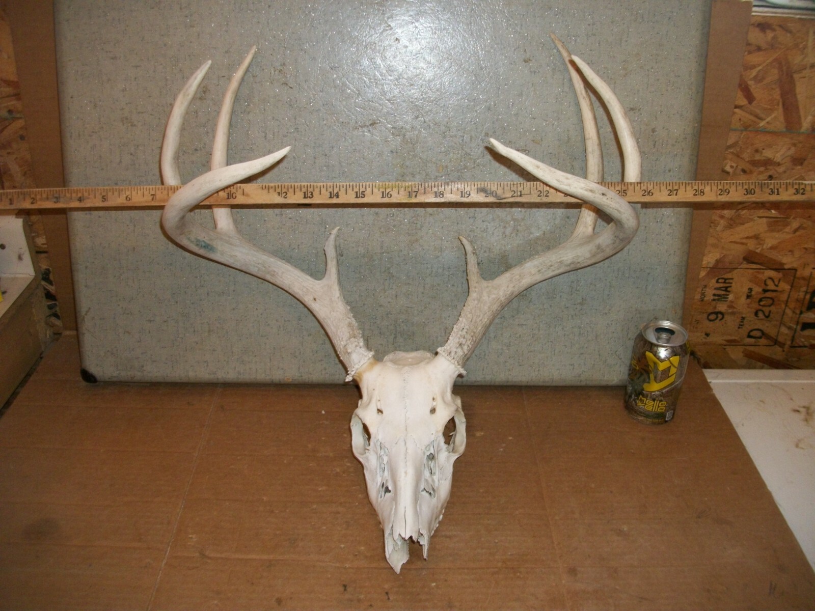 WIDE TALL 8 PT WHITETAIL deer rack SKULL antler horn taxidermy european MOUNT