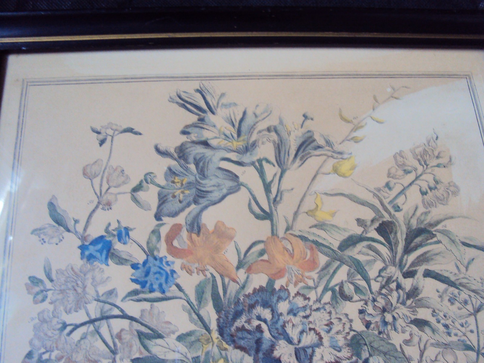 1730 TWELVE MONTHS OF FLOWERS,JULY LITHOGRAPH PLATE, BY ROBERT FURBER,GARDINER