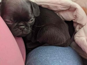 Pug Breeders Adopt Dogs Puppies Locally In Ontario Kijiji